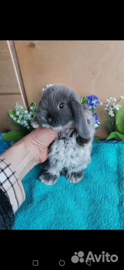 Самые красивые вислоухие крольчата