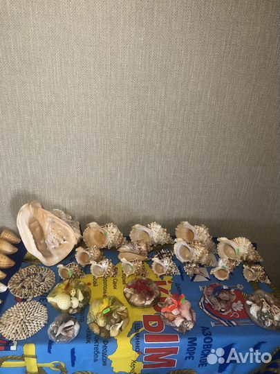 Морские ракушки раковины и коралы
