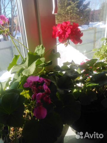 Герань пеларгония