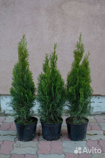 Туя смарагд