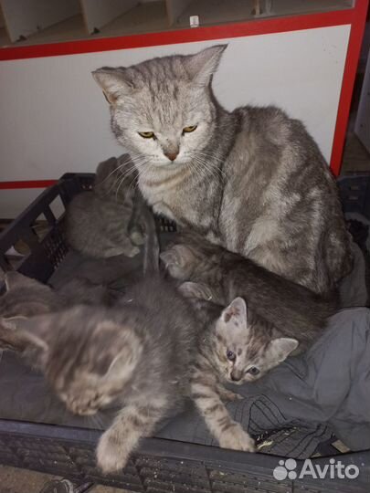 Шотландская прямоухая кошка