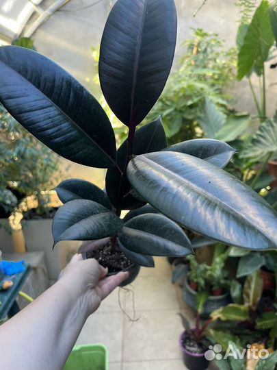 Фикус эластика абиджан