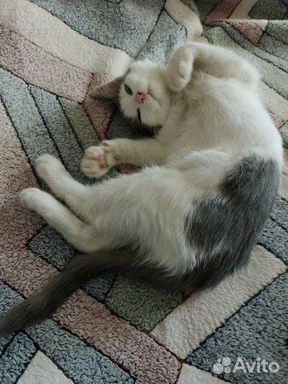 Кошка в дар бесплатно