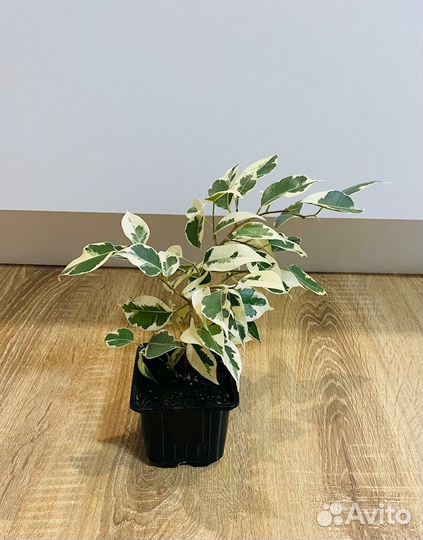 Фикус Бенджамина