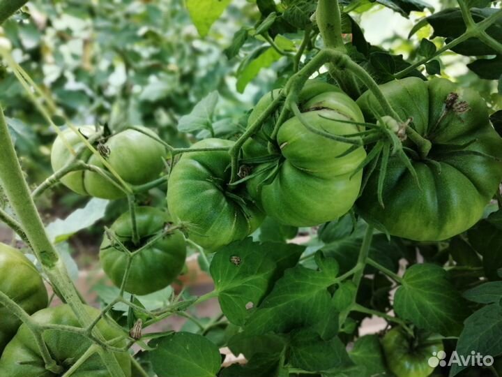 Семена томата премиум класса сорта 