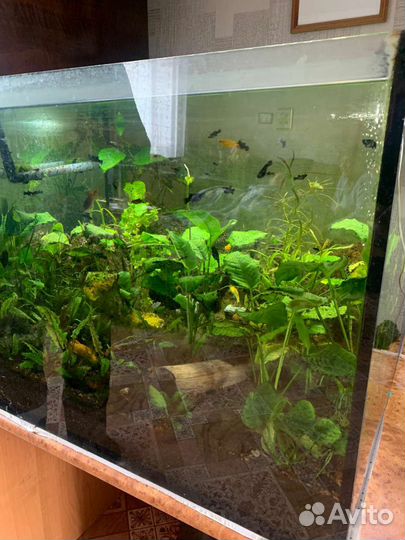Аквариум