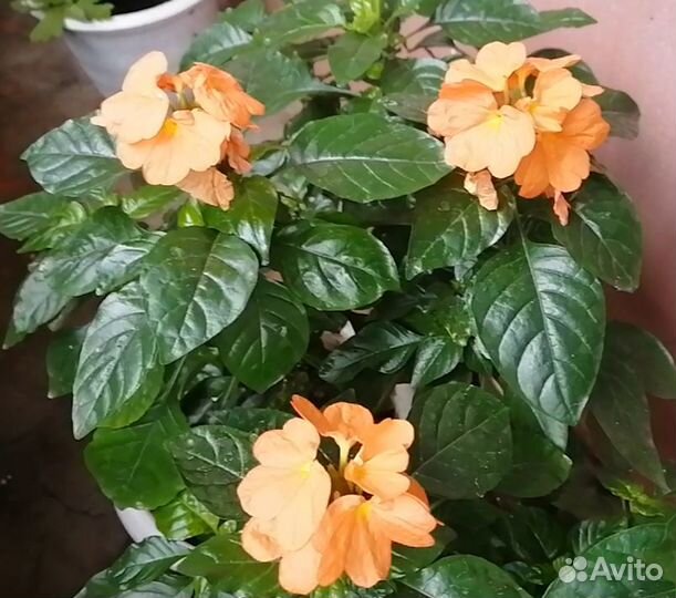 Кроссандра