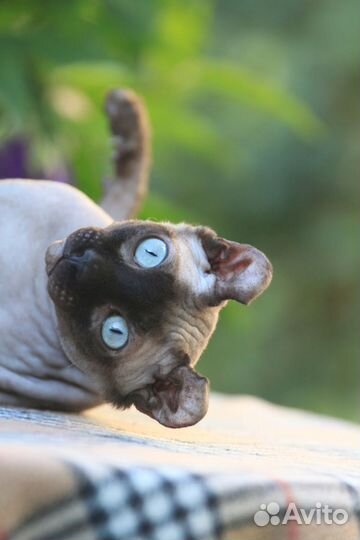 Шикарный кот Эльф на вязку