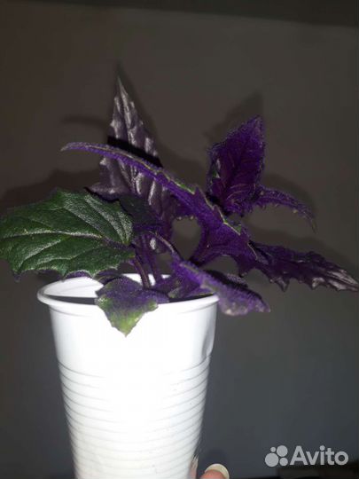 Гинура Синяя птица