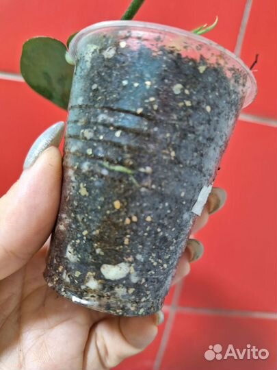 Сциндапсус Black mamba