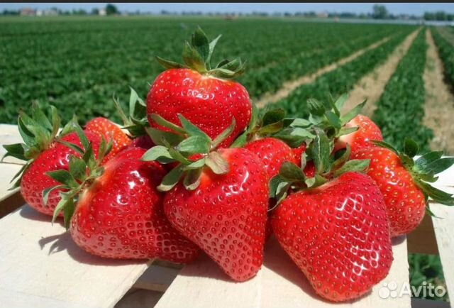 Рассада клубники Альбион фриго