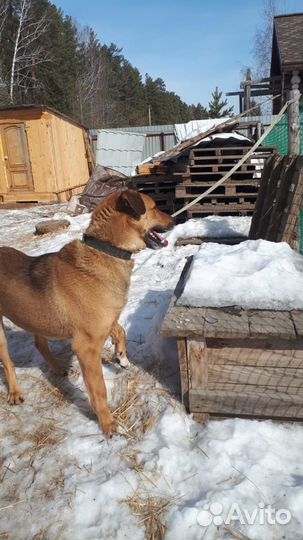 Собака в добрые руки