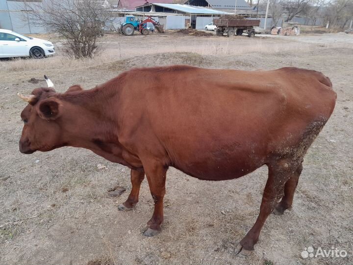 Корова дойная