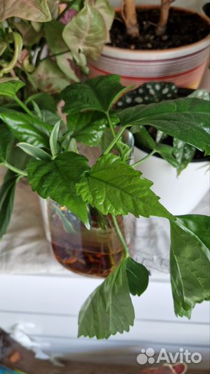 Гибискус китайская роза бронь