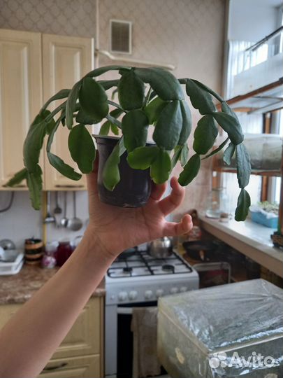 Сортовые декабристы