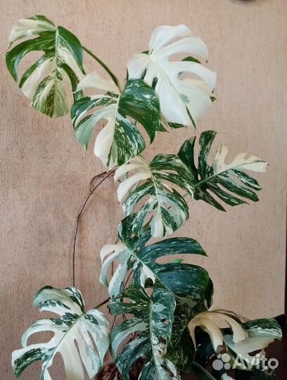 Монстера Альба