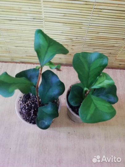 Фикусы, несколько сортов