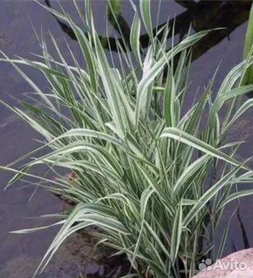 Фалярис тростниковый