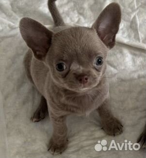 Щенки чихуахуа