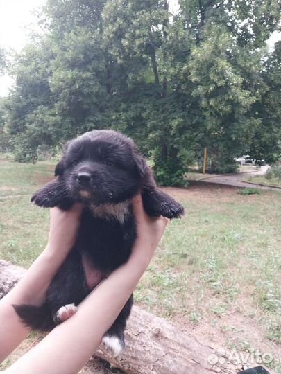 Собаки бесплатно в добрые руки щенки