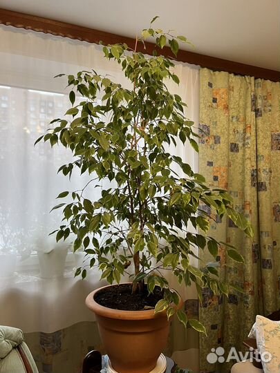 Фикус бенджамина 1 м