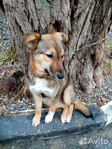 Собака мальчик 1 год привит умный