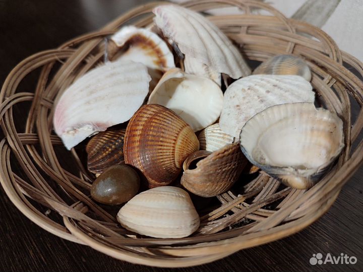 Набор морских ракушек