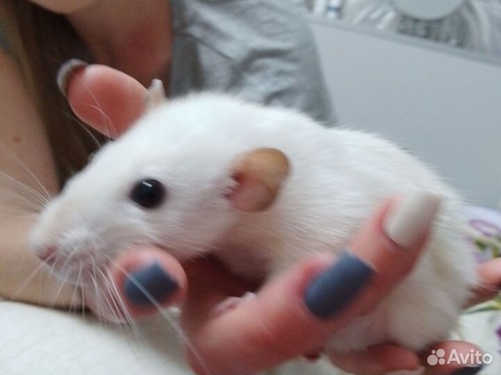 Вязка с самцом