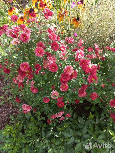 Хризонтема многолетники