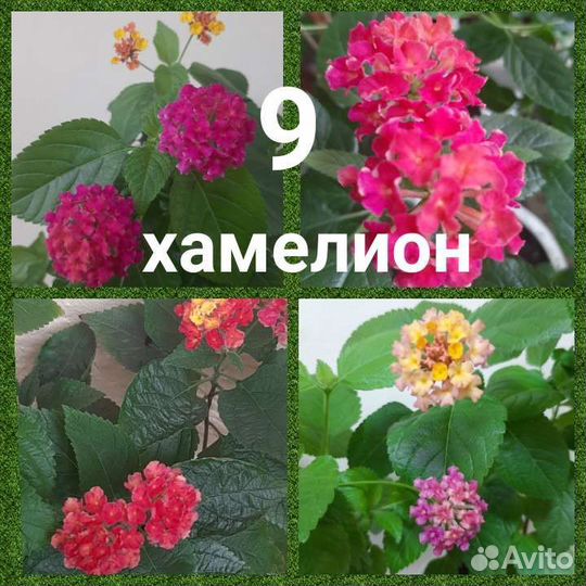 Лантана цветёт круглый год