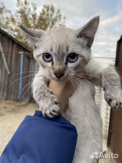 Котята митизы