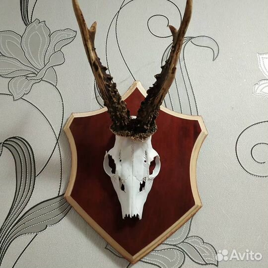 Череп косули