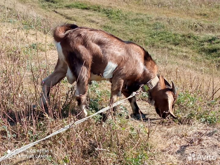 Козёл-вязка