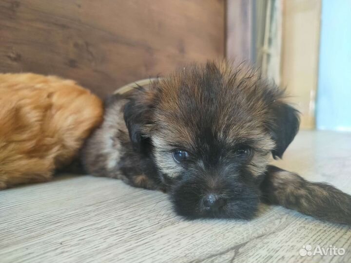 Щенки в добрые руки