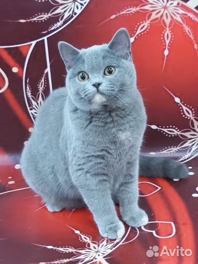 Британская