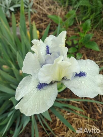 Ирисы низкорослые