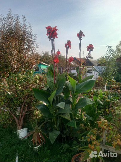 Цветы канны