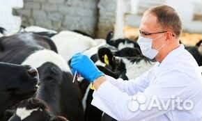 Ветеринарный врач на дом для крс