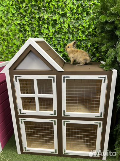 Супер мини кролики