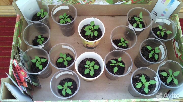 Рассада,томаты,перцы,ящики,ведра 3л,5л,10л