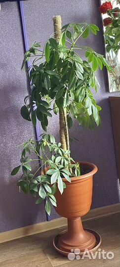 Комнатные растения цветы большие
