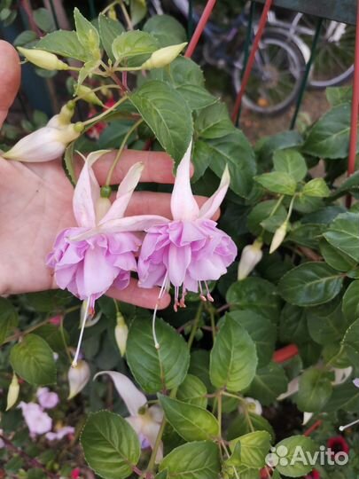 Фуксия срезы