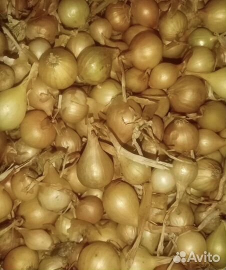 Лук севок