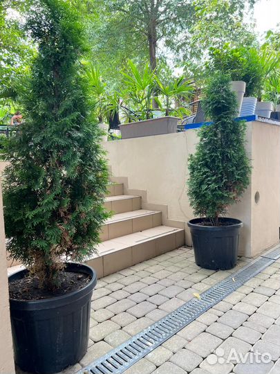 Туя западная смарагд