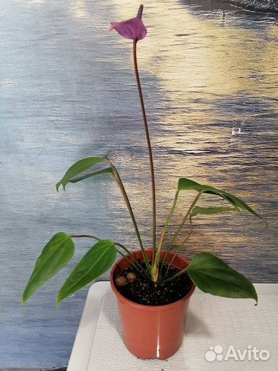 Продам антуриум