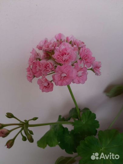 Комнатные цветы: герани, каланхоэ, декабрист