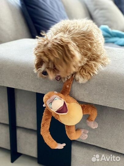 Мальтипу ф1 шикарный мальчик капучино карамель