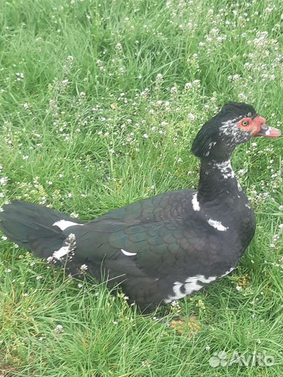 Утки селезень