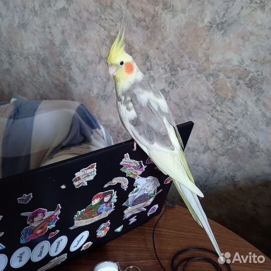 Попугай корелла мальчик с клеткой