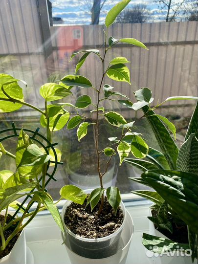 Фикус бенджамина пестролистный